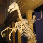 Profile picture of Skelebone